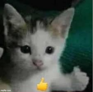 Gatito-d
